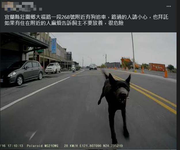 騎士半路被狗追嚇傻！他「催油門逃命」動保處曝解圍方法