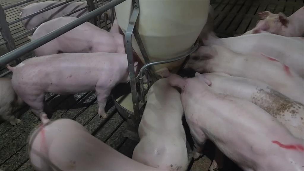 全國豬隻供應吃緊！宜蘭肉商公會宣布「週休4天」