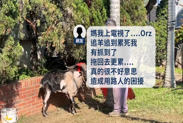 中壢深夜驚見「追羊驚魂記」!竟是「仁海宮200週年比賽」特等羊