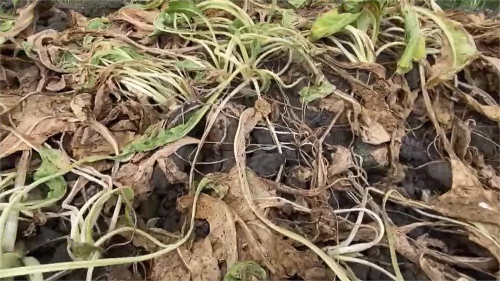 蘿蔔田泡水　彰化埔鹽鄉「拔蘿蔔同樂會」急喊卡