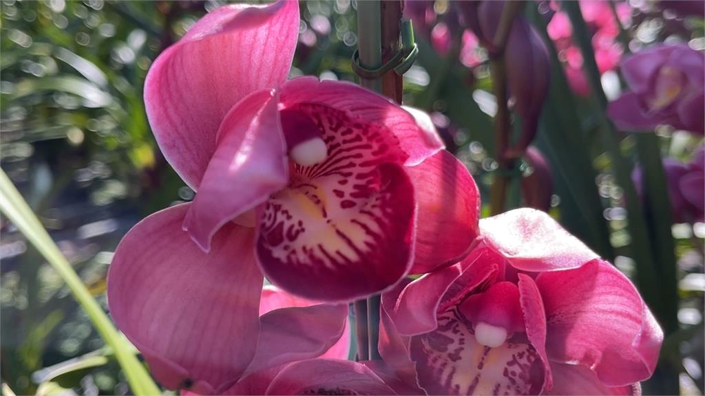 日本「大理花」在台生根　應景年花「虎頭蘭」買氣旺