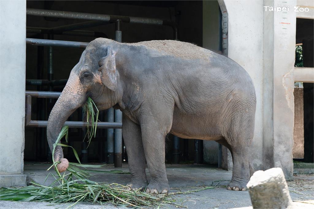 快新聞／週日祖父母節！　台北動物園邀祖孫「共遊漫步」集章認識老齡動物