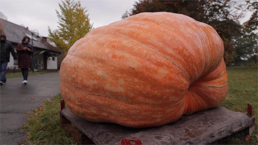史上最重！波蘭舉行南瓜大賽　巨無霸「546公斤南瓜」破紀錄