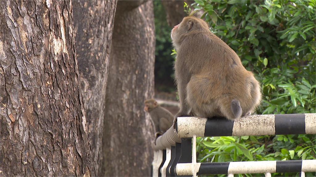 民眾柴山公園餵食猴子惹議！　被檢舉最高可開罰一萬元