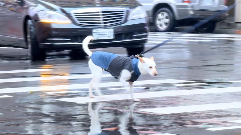 出門記得帶傘!大雷雨炸北台灣七縣市 桃園八德一週淹三次