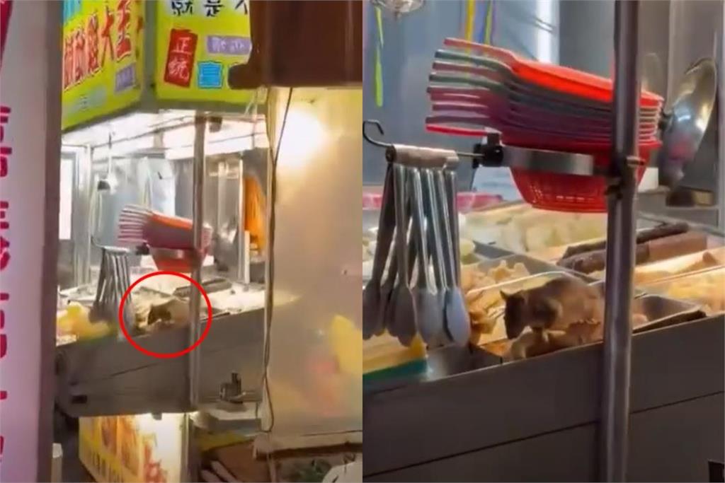 30cm大老鼠狂嗑鹹酥雞4秒影片流出！11萬網友朝聖戲稱「台版料理鼠王」