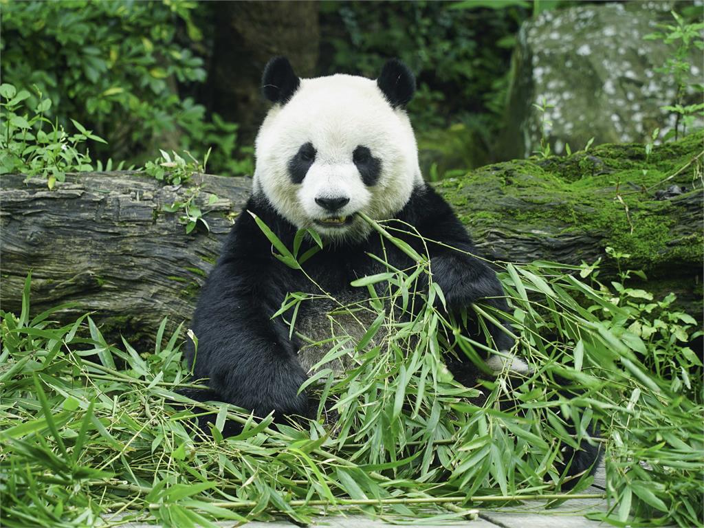 3隻大貓熊長超像傻傻分不清？ 北市動物園教3招快速分辨