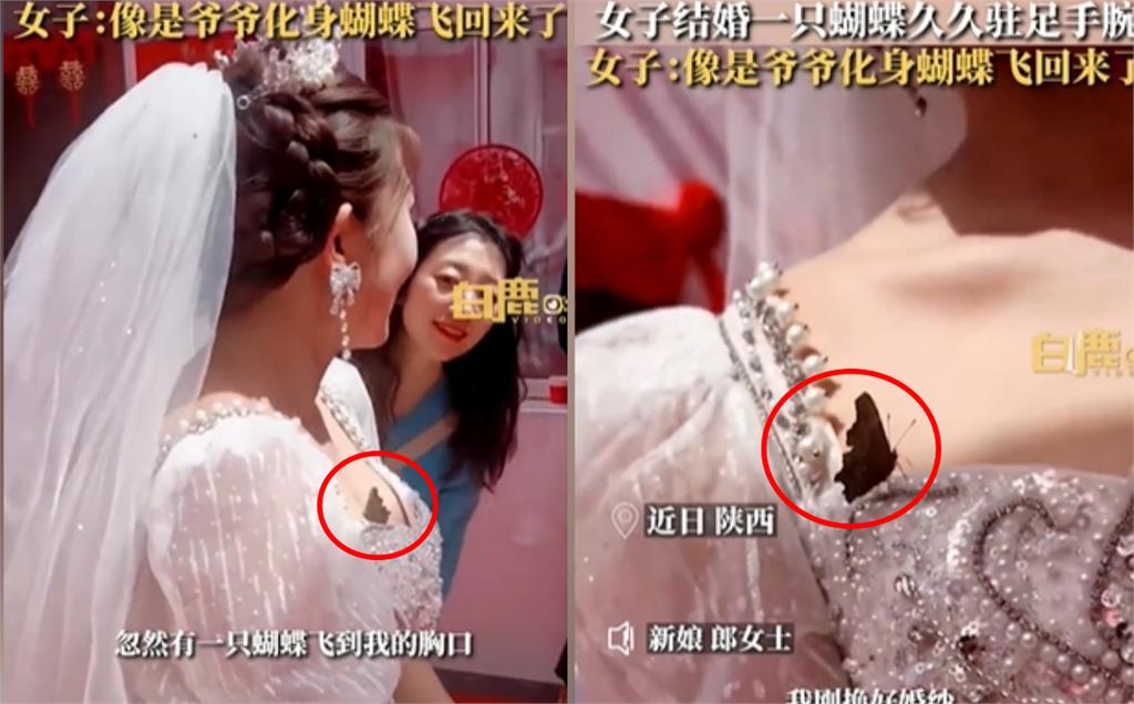 化成蝶也要送你出嫁…蝴蝶「牽」新娘走紅毯 她鼻酸:阿公來了