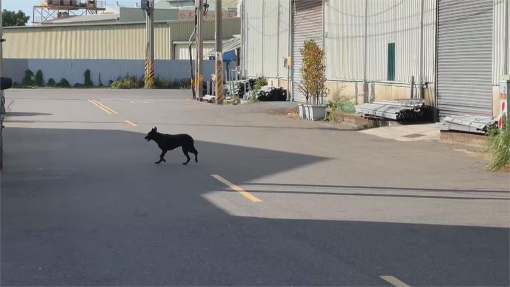 台南和順工業區廠商遭流浪狗咬傷 「黑老大」順利遭捕捉