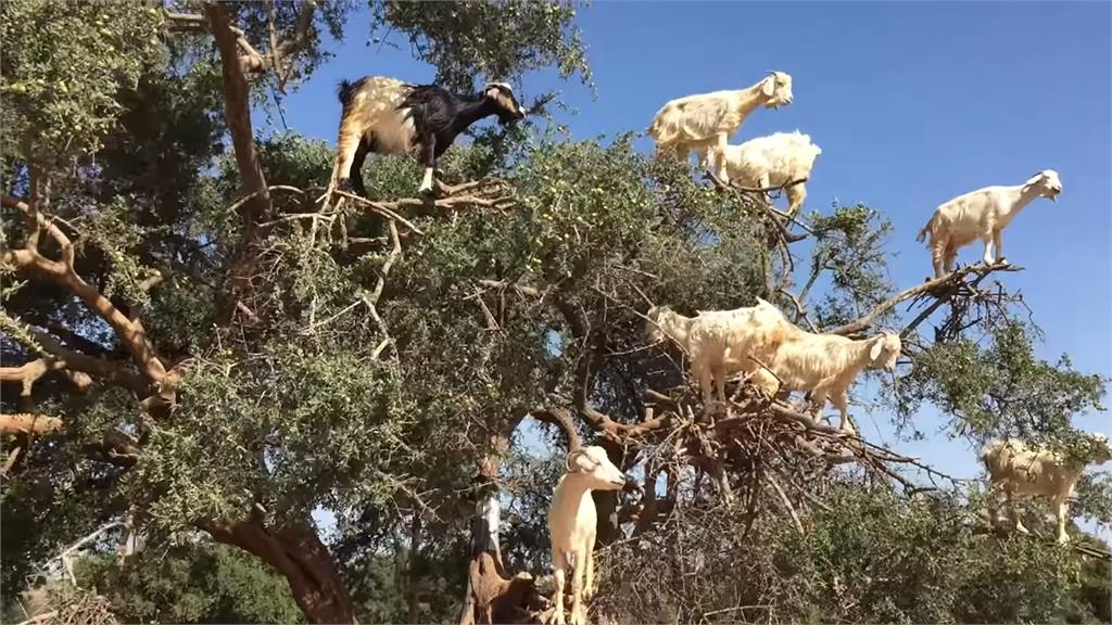 摩洛哥樹上驚見「山羊排排站」可愛畫面引遊客朝聖　背後原因曝光