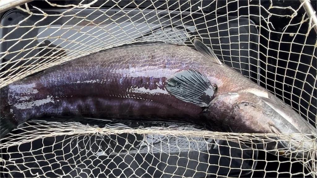 獨家！天氣水域雙重配合　達人一口氣抓46尾魚虎