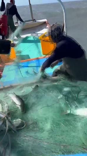 低溫助攻12天捕7400尾 漁民2百萬年終先入帳