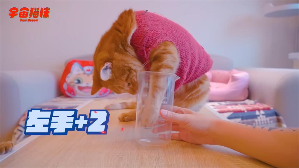 飼主「測貓咪慣用爪」!3喵皇率先伸頭讓網笑:都是頭撇子