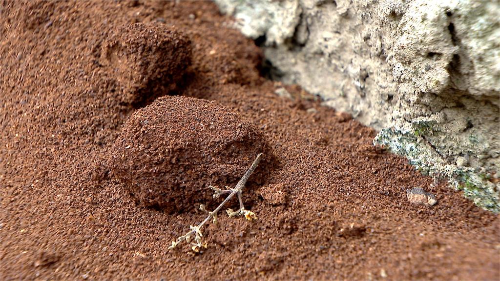 長知識！咖啡渣不能直接施肥　發酵生熱反「燒傷」植物根部