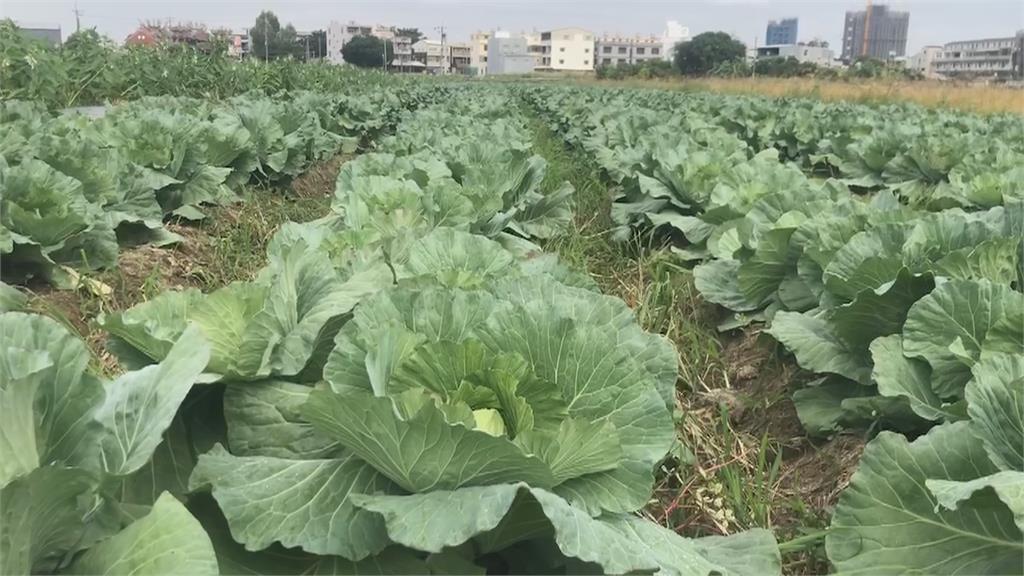 高麗菜產地.市場價差大　議員質疑盤商哄抬