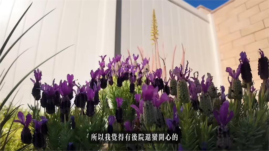 美國庭院生活大揭露!她嘆種花沒注意就被吃光 「這動物」威脅超大網贊同