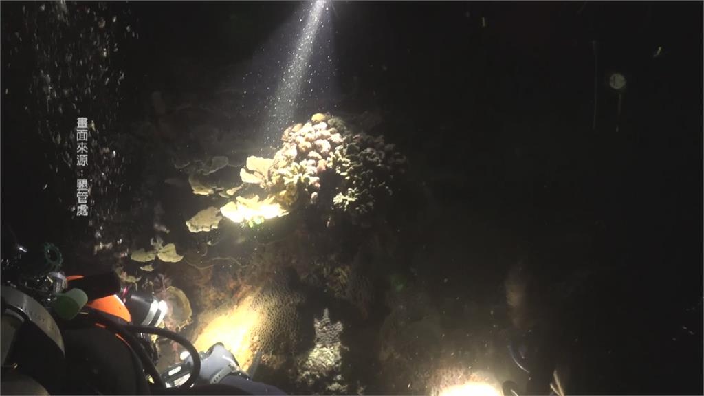 「珊瑚產卵」直播揭密！　潛水團隊攜光纖海底攝影