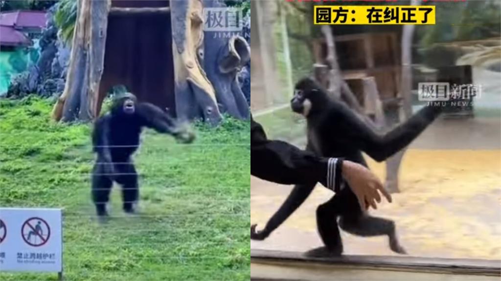 動物園全是工讀生？「黑熊扭屁屁、猩猩拔草丟人」網看傻：沒1個正經