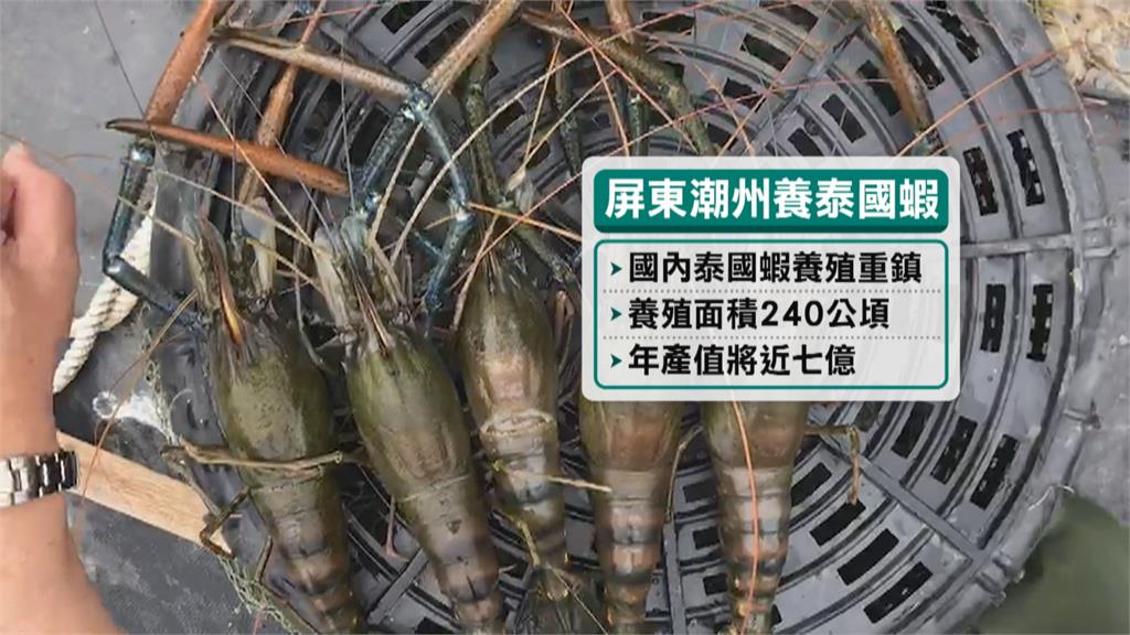 潮州「賽神蝦」5/6比大尾 冠軍蝦獎金1萬元