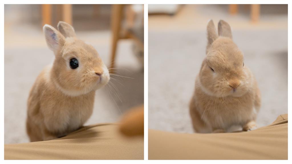 生氣了！寵物兔萌眼盯零食…主人下秒收回「不給吃」直接變臉生悶氣