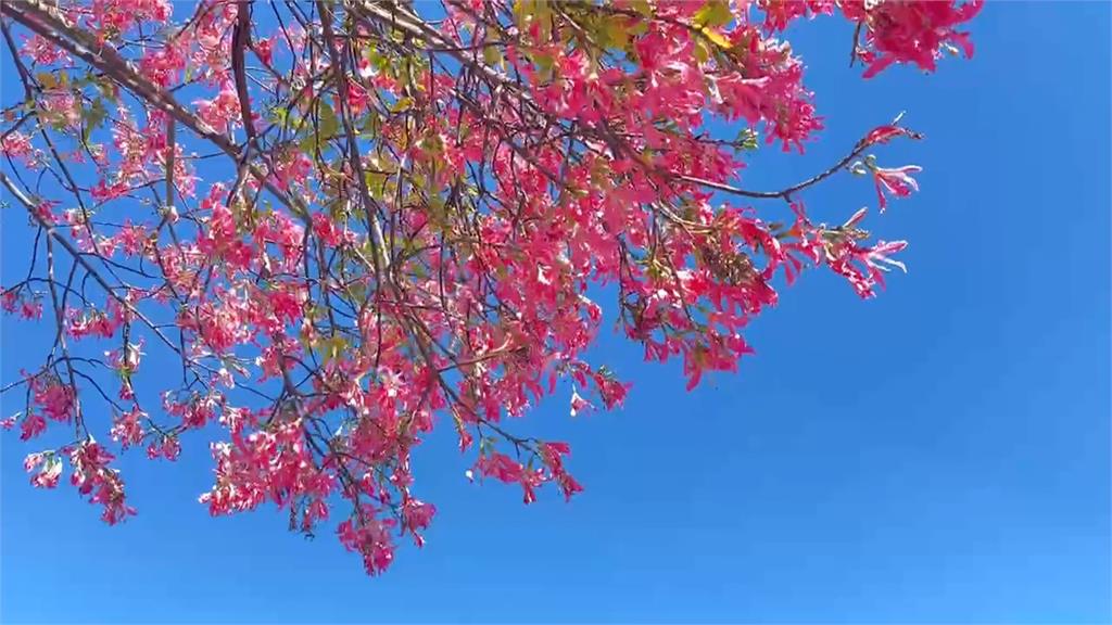 虎尾美人樹大綻放! 「綿延兩公里」遊客搶拍美照