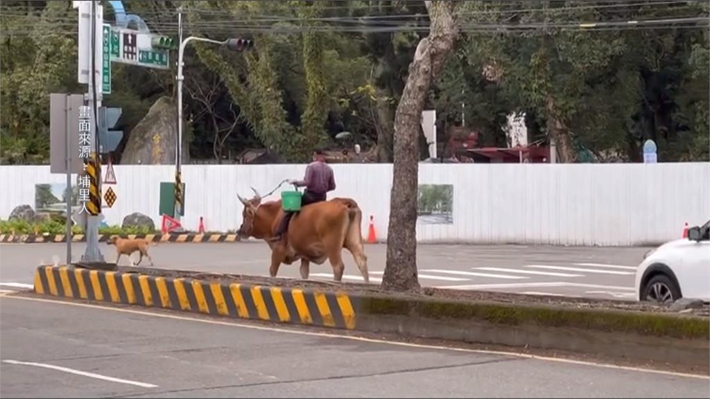 疑虐待黃牛致傷?　飼主喊冤:牽去"配種"途中走到受傷