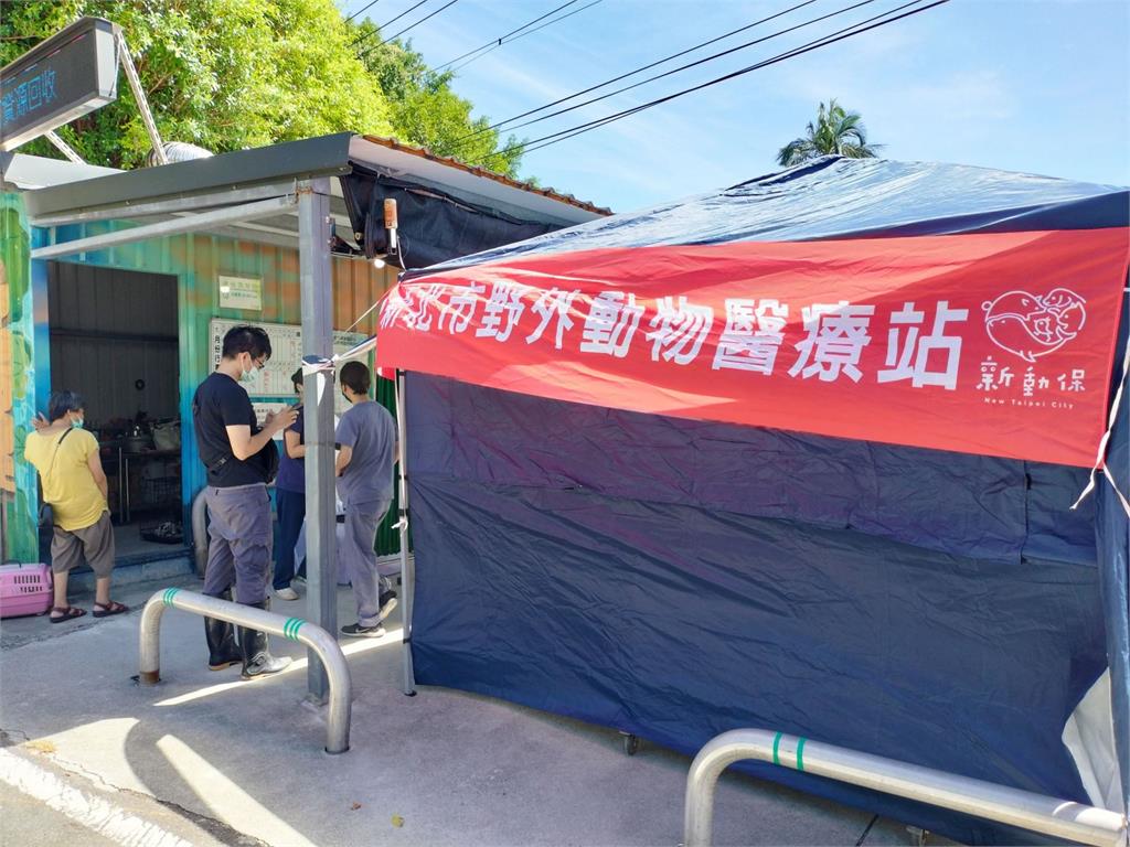 快新聞／貓狗主人注意！新北動保處出資鼓勵絕育　術後最高補助2000元