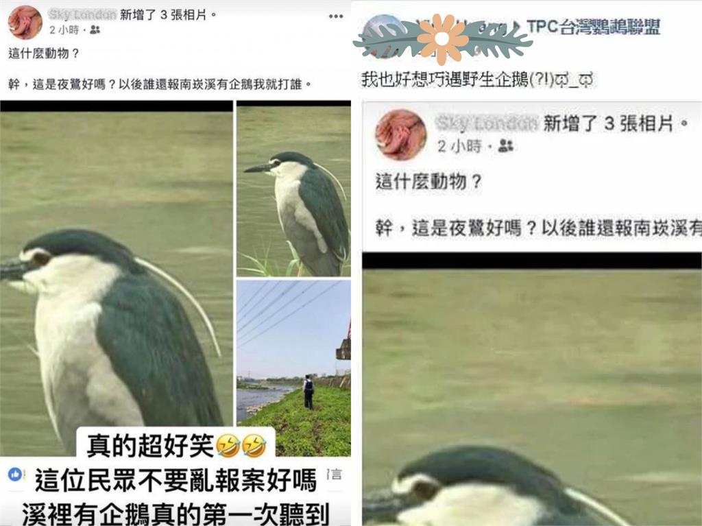 日本驚見「灰白企鵝」慵懶泡在溪裡？真實身分曝光網笑：凍到臉色發青