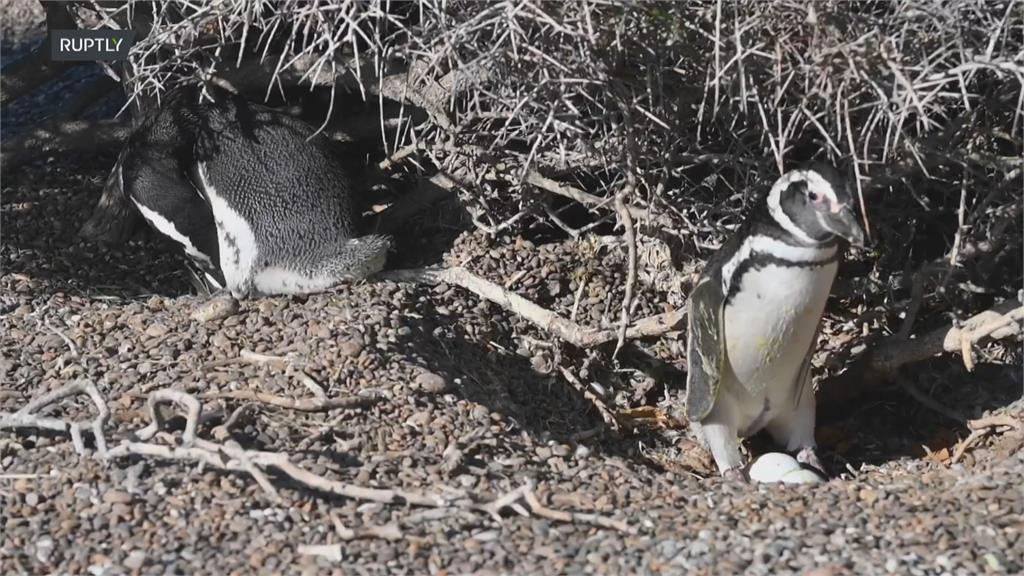 人為開發與氣候變遷影響　「麥哲倫企鵝」逐年減少中