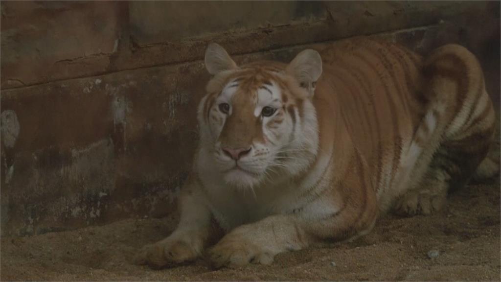 彈跳豬地位危險了！　泰國清邁動物園「黃金虎姊妹花」爆紅