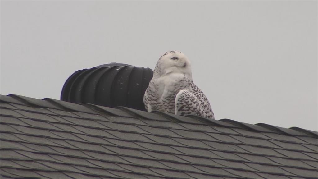 溫暖加州小鎮百年來稀客！　雪鴞現蹤民宅屋頂吸引人潮