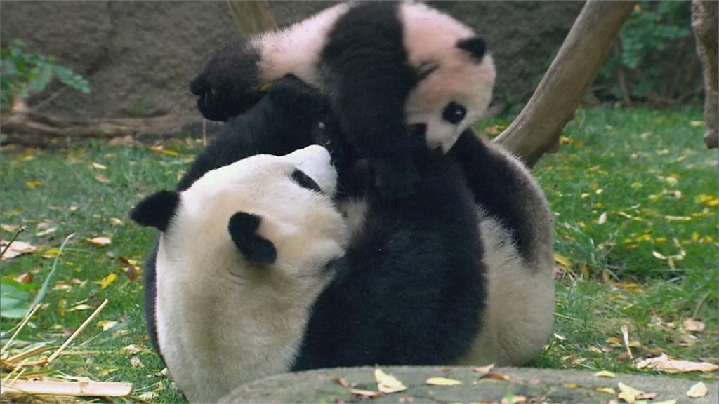 美中重啟「貓熊外交」? 聖地牙哥動物園有望獲租一對貓熊