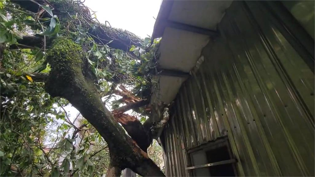 「杜蘇芮」強風襲擊 基隆樹木倒塌!樹枝橫插民宅
