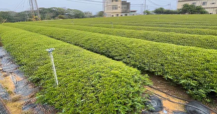 手搖基底茶7成來自名間! 茶農憂影響盼焚化爐重新選址