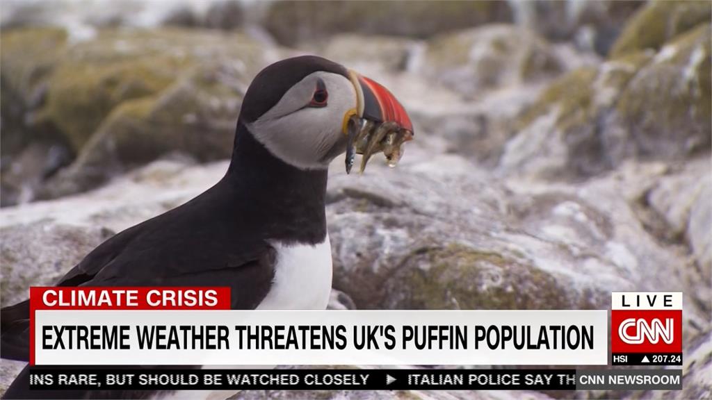 全球暖化！英國法恩島「北極海鸚」生存大挑戰