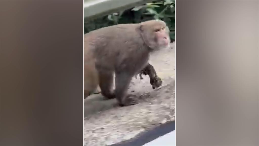 獼猴抱幼貓還拖行 虛弱喵叫「恐怕快不行」