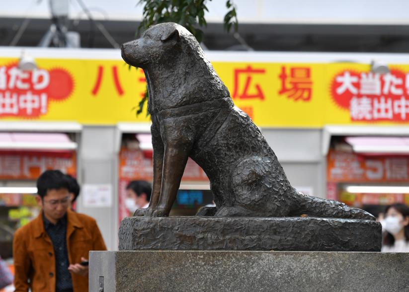 日本忠犬八公迎接「100歲冥誕」！東京街頭「1感人畫面」曝光了