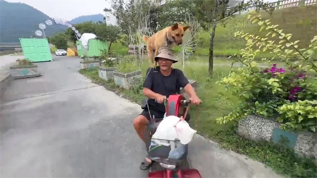 人狗情深!"黃金"只靠雙腳站代步車 陪主人兜風