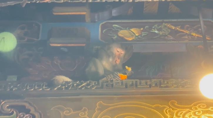 快新聞/猴子大鬧天宮!「對壽桃虎視眈眈」躲屋簷、偷供品 吃完還亂丟香蕉皮