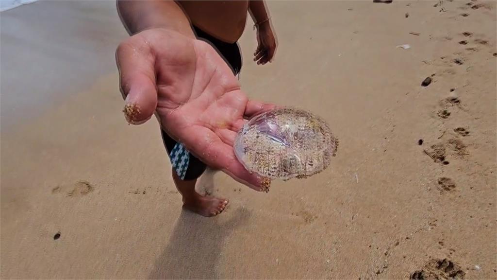 大武崙沙灘驚見「透明肉圓生物」！當地救生員揭密　