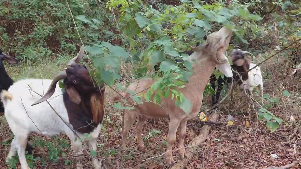 放羊吃草? 彰化139線驚見羊群出沒 霸氣「壓馬路」畫面全都錄