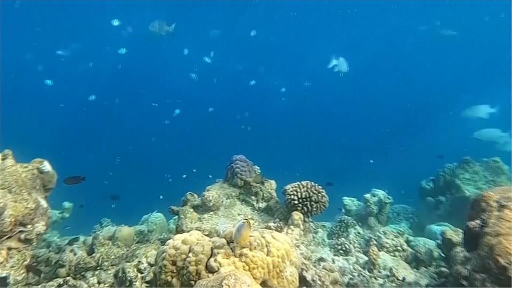 全球珊瑚歷經第四波大規模白化　專家：珊瑚礁恐在本世紀末徹底消失