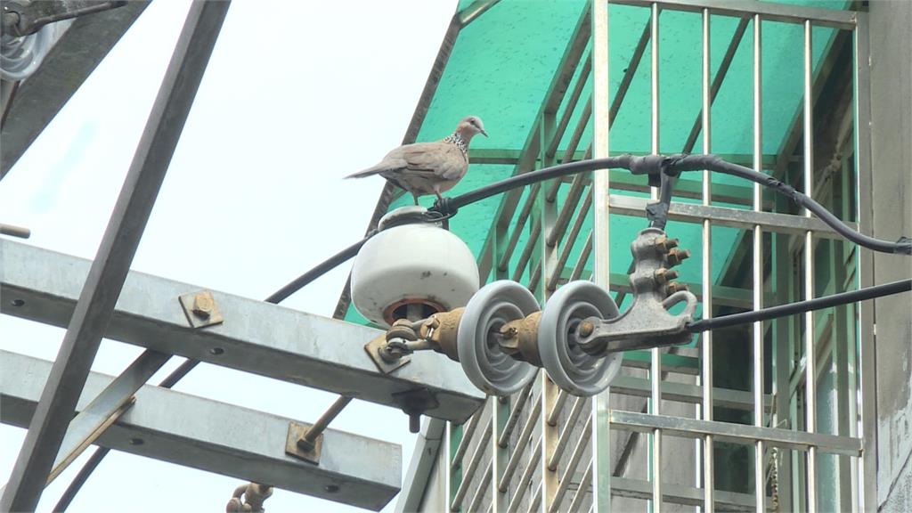 「鸚鵡」讓板橋近3000戶停電15秒！　父子檔帶鳥放風　亂飛「誤觸高壓電」