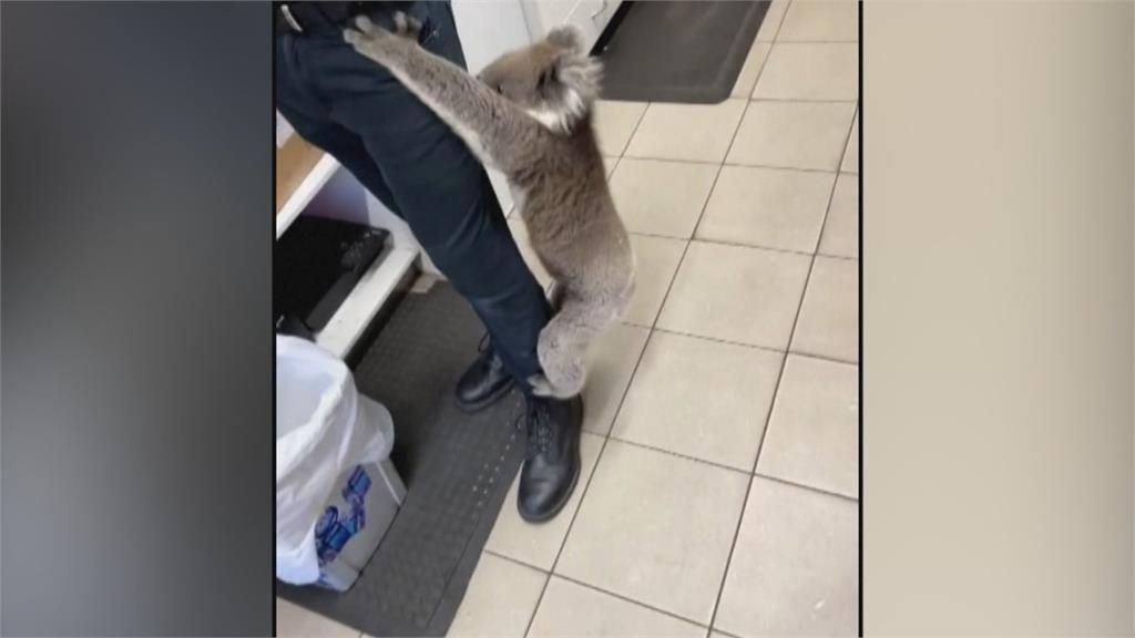 是樹幹嗎？　澳洲無尾熊逛超商　巴著店員大腿不放