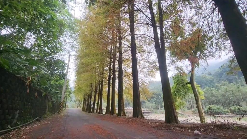 充滿異國情調！雲林落羽松冬季美景　兩處秘境吸賞景遊客