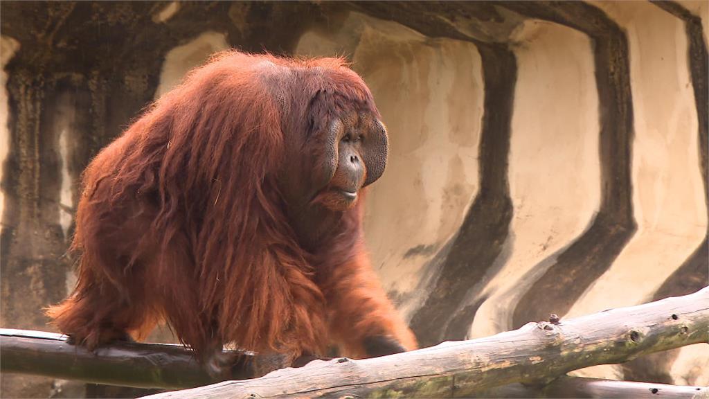 開園來最大規模整修　壽山動物園重啟亮相