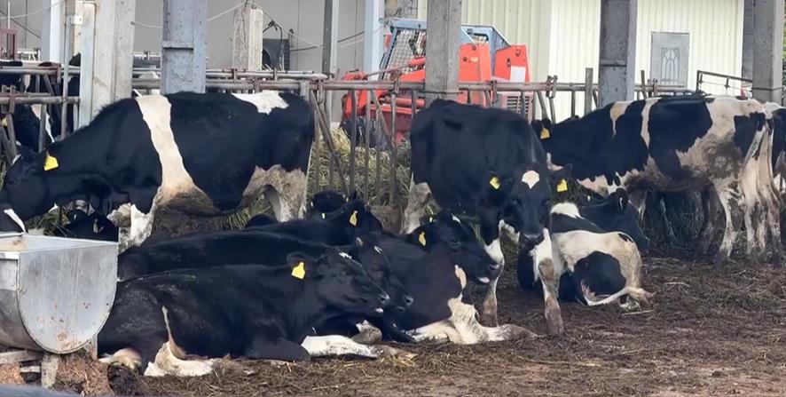 六隻乳牛「揪團」摸黑出走 凌晨逆向跑馬路上險象環生