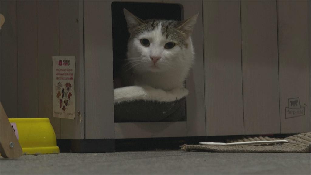 浪貓變明星! 伊斯坦堡盛行「愛貓文化」 享受國王般待遇