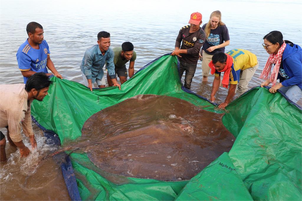 柬埔寨漁民超狂！僅靠魚鉤釣起4公尺「巨大淡水魟魚」　重達180公斤