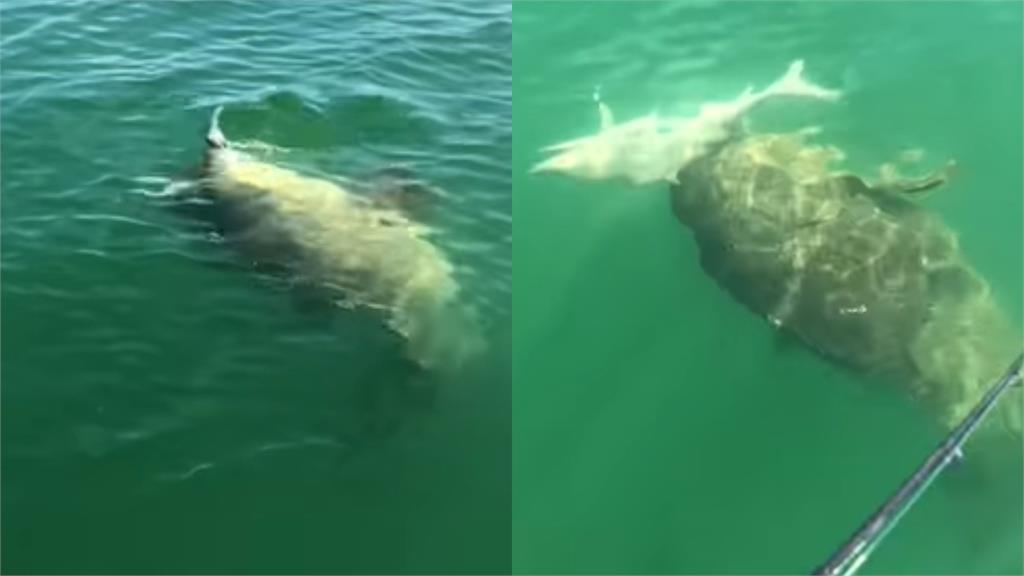 驚人影片曝！巨型石斑「一口吞下鯊魚」船長嚇傻：難以置信